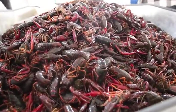 小龍蝦 稱(chēng)重分選